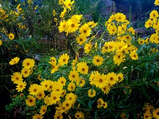 yellow flowers in the garden