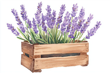 Wall Mural - Watercolor illustration of rustic wooden crate filled with vibrant lavender flowers, showcasing their beautiful purple hues and lush green stems, perfect for adding touch of nature to any decor