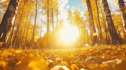 Poster - Golden Autumn Forest with Sunbeams