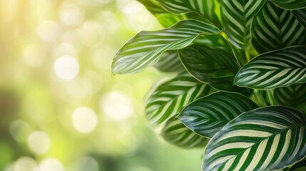 Wall Mural - Green and White Striped Leaves with Bokeh Background