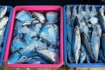 Various types of fish at the fish market