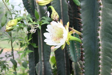 White cactus flower in desert. This is a desert plant. Along with the thorn, its beautiful flowers also bloom. It is a native plant of America and grows in desert and drought area with hot and sunny.