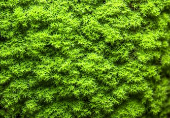 Canvas Print - Close up of Green Moss