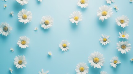 White daisy flowers scattered on a light blue background, creating a fresh and serene spring feeling.