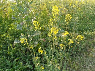 Beautiful view of field of mustard flowers in morning