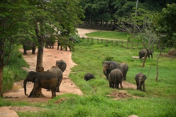 Wall Mural - Group of elephants walking through a lush green jungle in Pinnawala, Sri Lanka