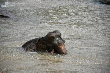 Wall Mural - Elephant in a murky river, spraying water on its back with its trunk, in Pinnawala, Sri Lanka