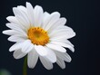 © desi - A close-up of a white daisy flower with a vibrant yellow center against a dark background.