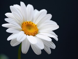 A close-up of a white daisy flower with a vibrant yellow center against a dark background.