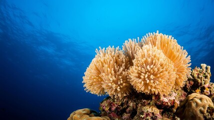 A vibrant underwater scene featuring a coral reef with unique shapes and textures, showcasing marine biodiversity.