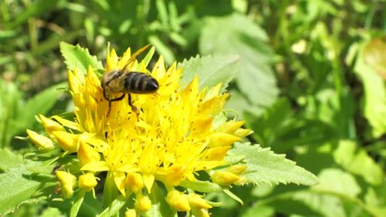 Fototapete - A bee collects nectar and pollen from the inflorescence of Rhodiola rosea.
Rhodiola rosea in the form of tea is used to relieve fatigue, overwork, to increase performance and endurance. 
