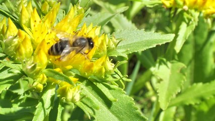 Aufkleber - A bee collects nectar and pollen from the inflorescence of Rhodiola rosea.
Rhodiola rosea in the form of tea is used to relieve fatigue, overwork, to increase performance and endurance. 
