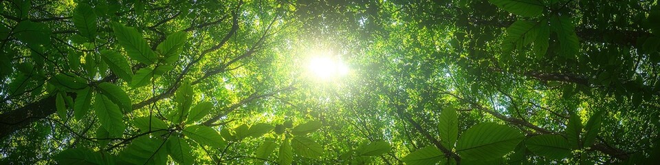 sunlight shines through dense forest canopy highlighting vibrant leaves