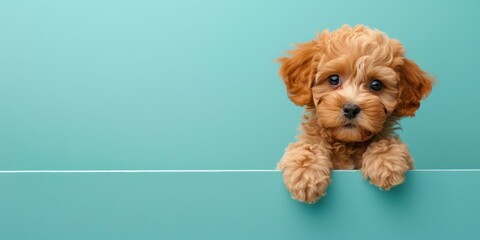 A small puppy looking over the edge of a surface. AI.