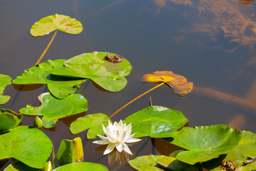 A water lily bloomed in a lake