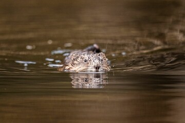 Wall Mural - Close-up of a muskrat swimming in a calm pond with a reflection of its head in the water