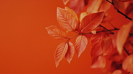 A close-up of orange leaves in autumn against a rich orange backdrop, symbolizing the fall season and change.