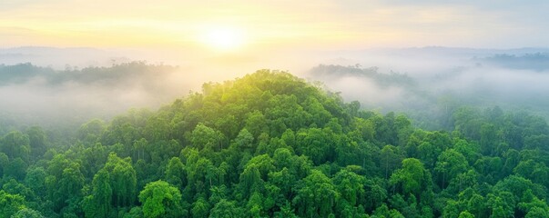 An aerial view of a vast tropical forest illuminated by early sunlight and a lush green canopy.