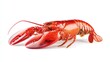 © atipong - Red lobster isolated on white background full depth of field
