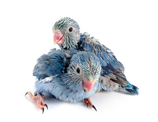 Canvas Print - young Pacific parrotlet in studio