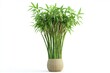 © Anjali - Lucky bamboo isolated on white