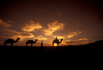 a Farmer with his Camel at a sunset in the Thar Desert near the Town of Jaisalmer in the Province of Rajasthan in India.  India, Jaisalmer, January, 1998