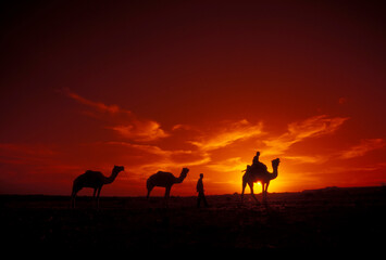 a Farmer with his Camel at a sunset in the Thar Desert near the Town of Jaisalmer in the Province of Rajasthan in India.  India, Jaisalmer, January, 1998