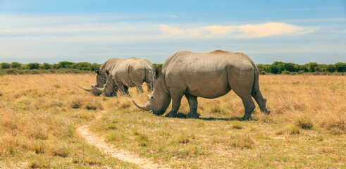 exploring the vast grasslands of botswana while observing a pair of majestic rhinoceroses during a m