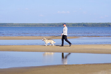 adult Caucasian man with a Siberian husky on a leash walks along the beach on a sunny day. people and pets.