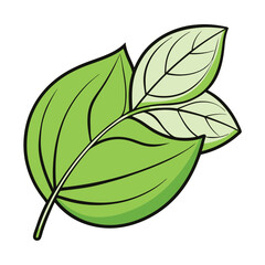 Wall Mural - Basil leaf clip art, vector illustration on white background.