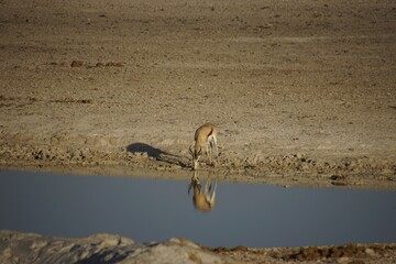 Poster - Antelope drinking from a pond in an arid landscape