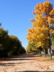 Wall Mural - Golden leaves fall from the trees lining a path.