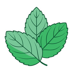 Wall Mural - Mint leaf clip art, vector illustration on white background.