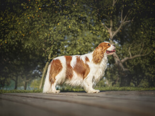 Cavalier King Charles Spaniel Blenheim