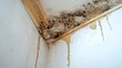 © atipong - Black mold wall ceiling corner problem on the wall need apartment renovation