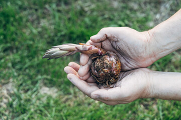 Wall Mural - Close up of lily bulb in woman's hands ready to plant in spring garden. 