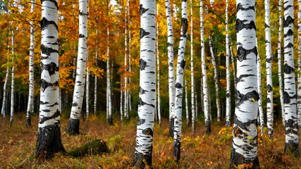 Wall Mural - Birch tree bark peeling in a forest in autumn