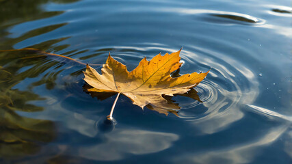 Poster - Leaf floating gently on the surface of a crystal clear pond