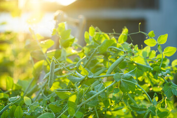 The young pea pods are starting to form, showing the early stages of growth in a sunny garden. This image captures the freshness and natural beauty of the pea plants, ideal for themes related to garde