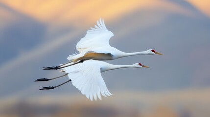 Wall Mural - Two White Cranes in Flight Against a Sunset Sky