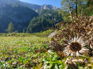 Canvas Print - Close-up of a dry flower in a mountain meadow with a clear blue sky and forested hills