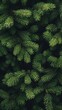 © Emma - A dense cluster of green pine branches forms an intricate pattern that adds depth and texture to the background