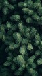 © Emma - A dense cluster of green pine branches forms an intricate pattern that adds depth and texture to the background