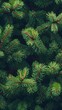 © Emma - A dense cluster of green pine branches forms an intricate pattern that adds depth and texture to the background