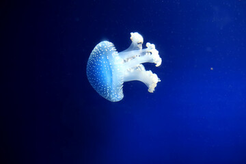 Tropical Jellyfish Phyllorhiza punctata white-spotted jellyfish aka floating bell, Australian spotted jellyfish underwater in aquarium of Monaco oceanography museum