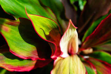 tropical leaves, lush foliage nature background