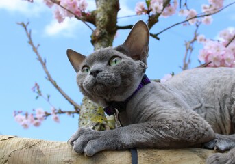 a gray cat Devon rex with beautiful green eyes on a flowering tree