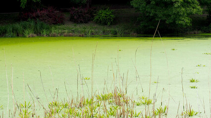 river with green water against the background of the forest on a summer day. green background. nature. side view