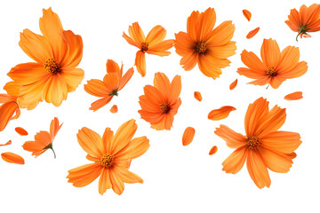 orange flower isolated on transparent background