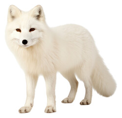 Canvas Print - PNG  Arctic fox wildlife mammal animal.